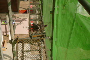 現場に思わぬお客