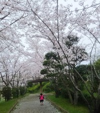 さくら～さくら～♪