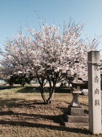 満開のさくら♪