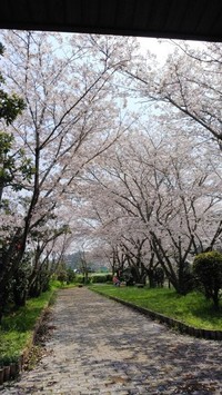 桜の季節