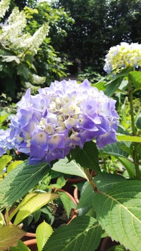 お花に囲まれて！