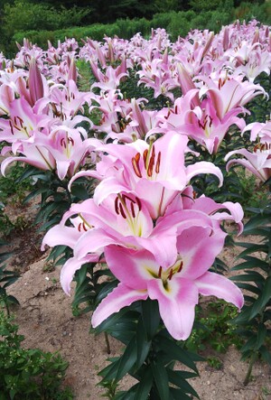 花の駅せら 世羅ゆり園